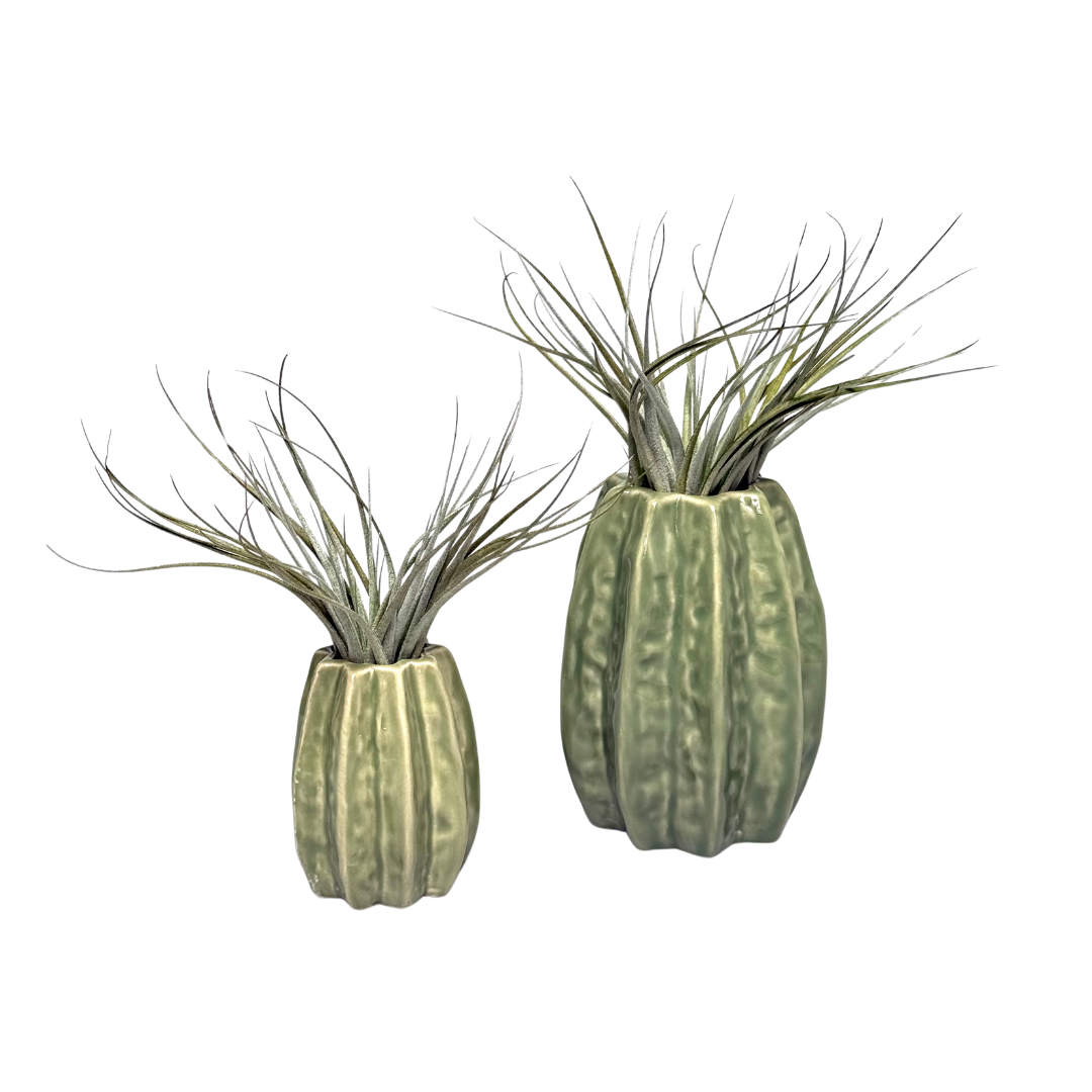 Lichtgroene Carambola Airplant