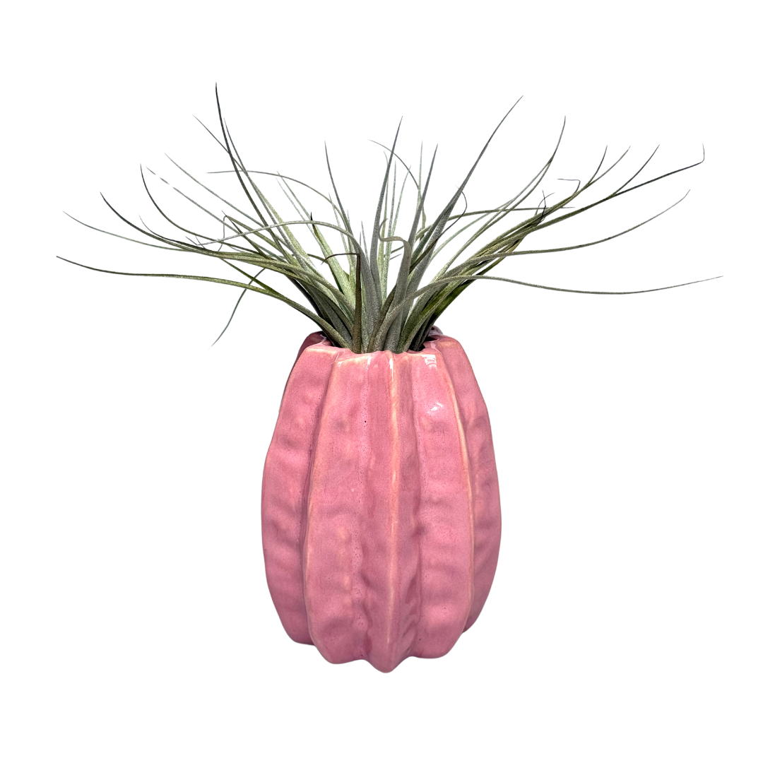 Roze Carambola met Airplant