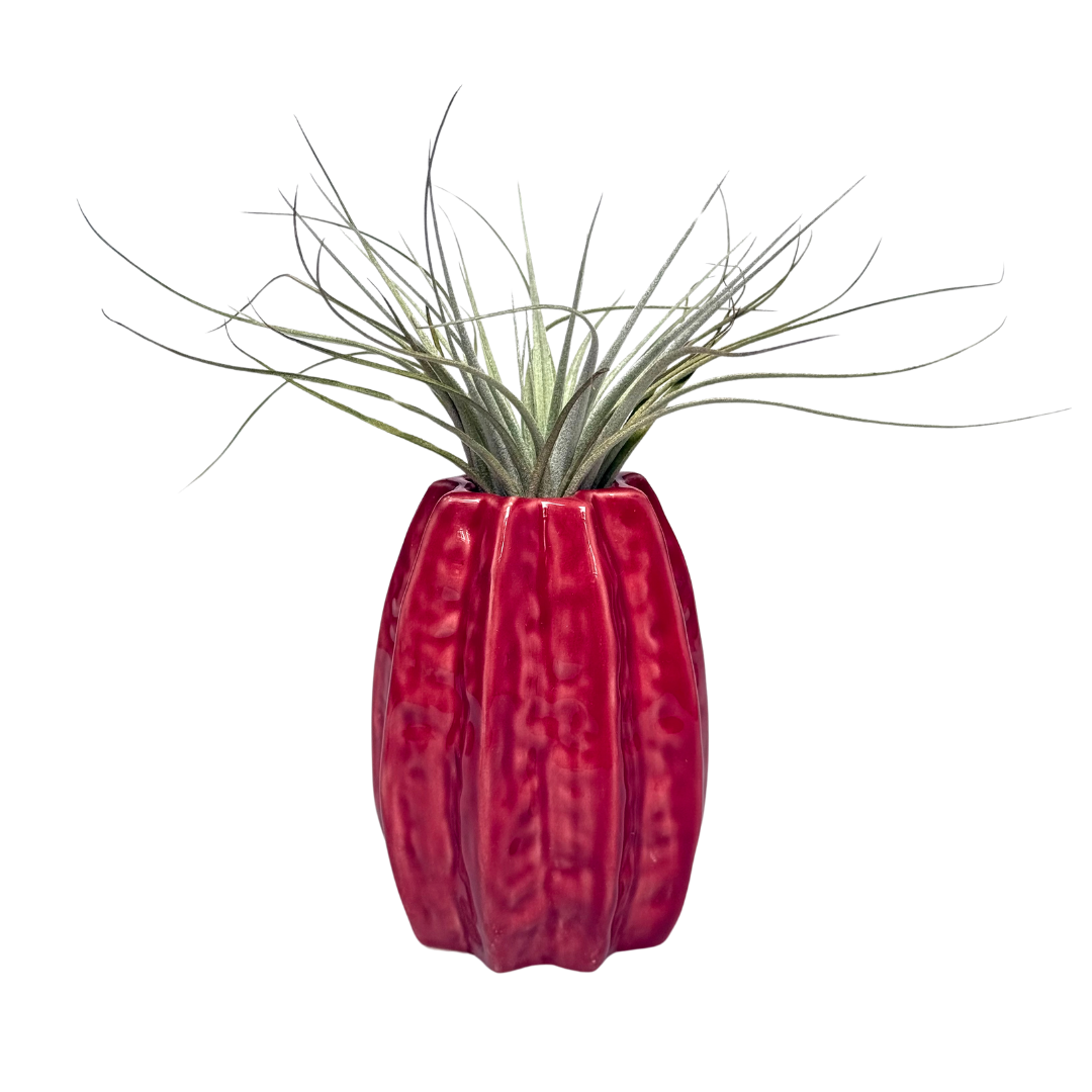 rode carambola airplant