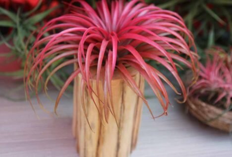 Licht en standplaats waar voelen airplants zich thuis