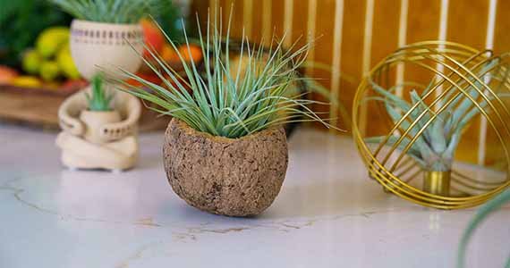 Airplants-als-cadeau Airplants-als-cadeau