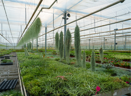 De kas van airplantshop, vol met luchtplanten