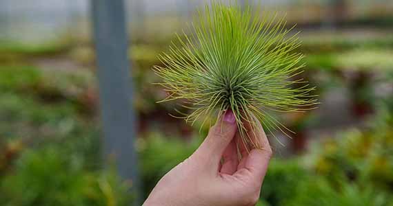 Losse-airplants Losse airplants