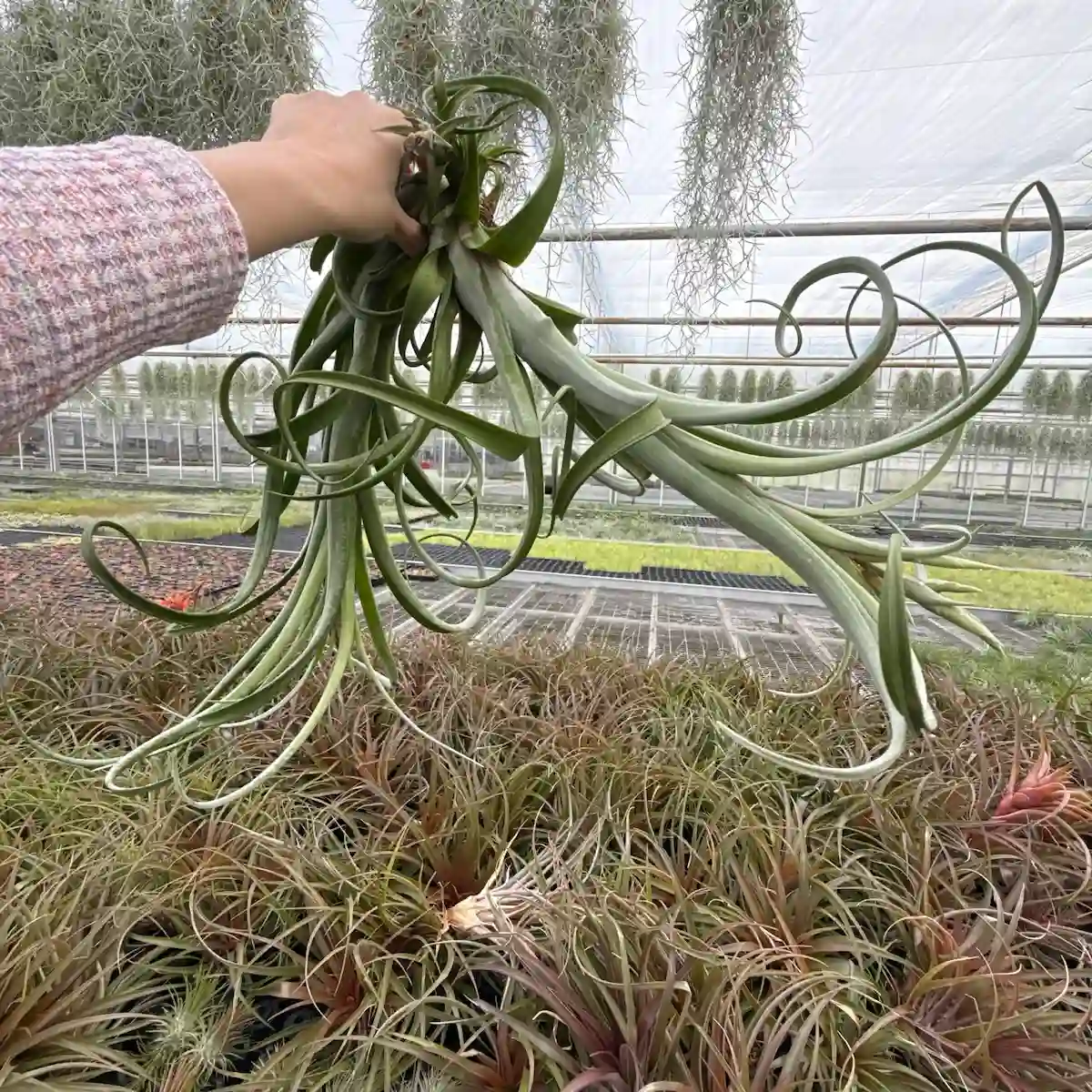 Tillandsia Curly Slim duo JUMBO airplant