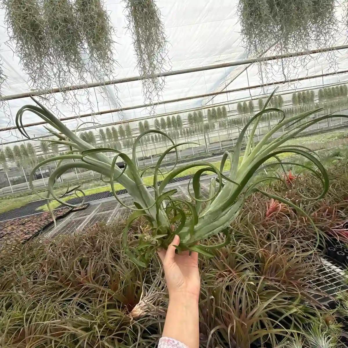 Tillandsia Curly Slim duo JUMBO airplant