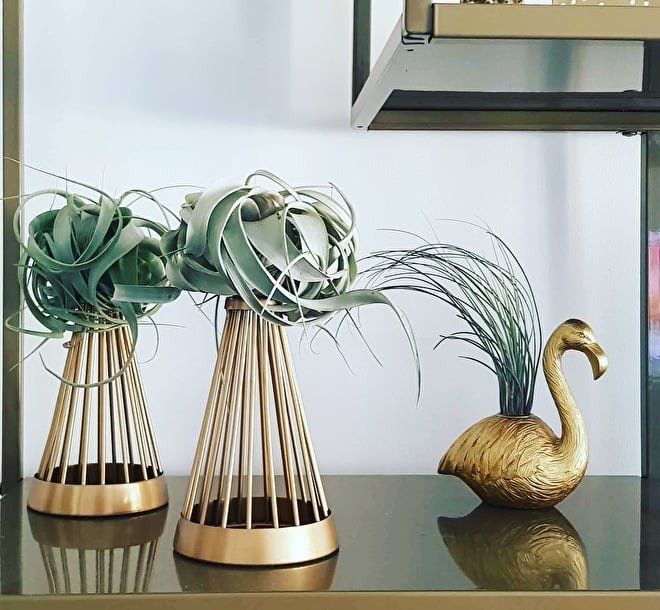 Tillandsia Juncea. Tillandsia Juncea.