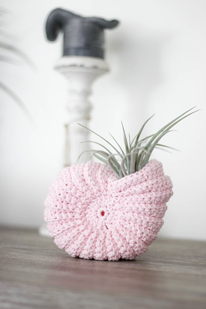 Tillandsia ionantha Scaposa Tillandsia ionantha Scaposa