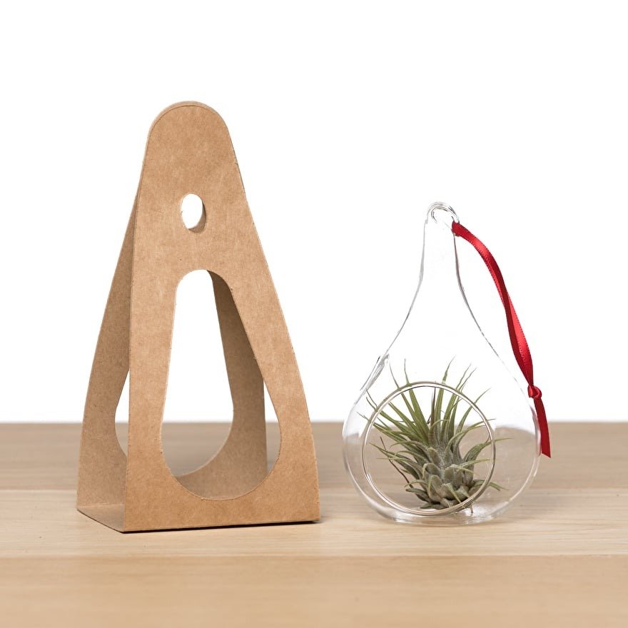 airplant als relatiegeschenk