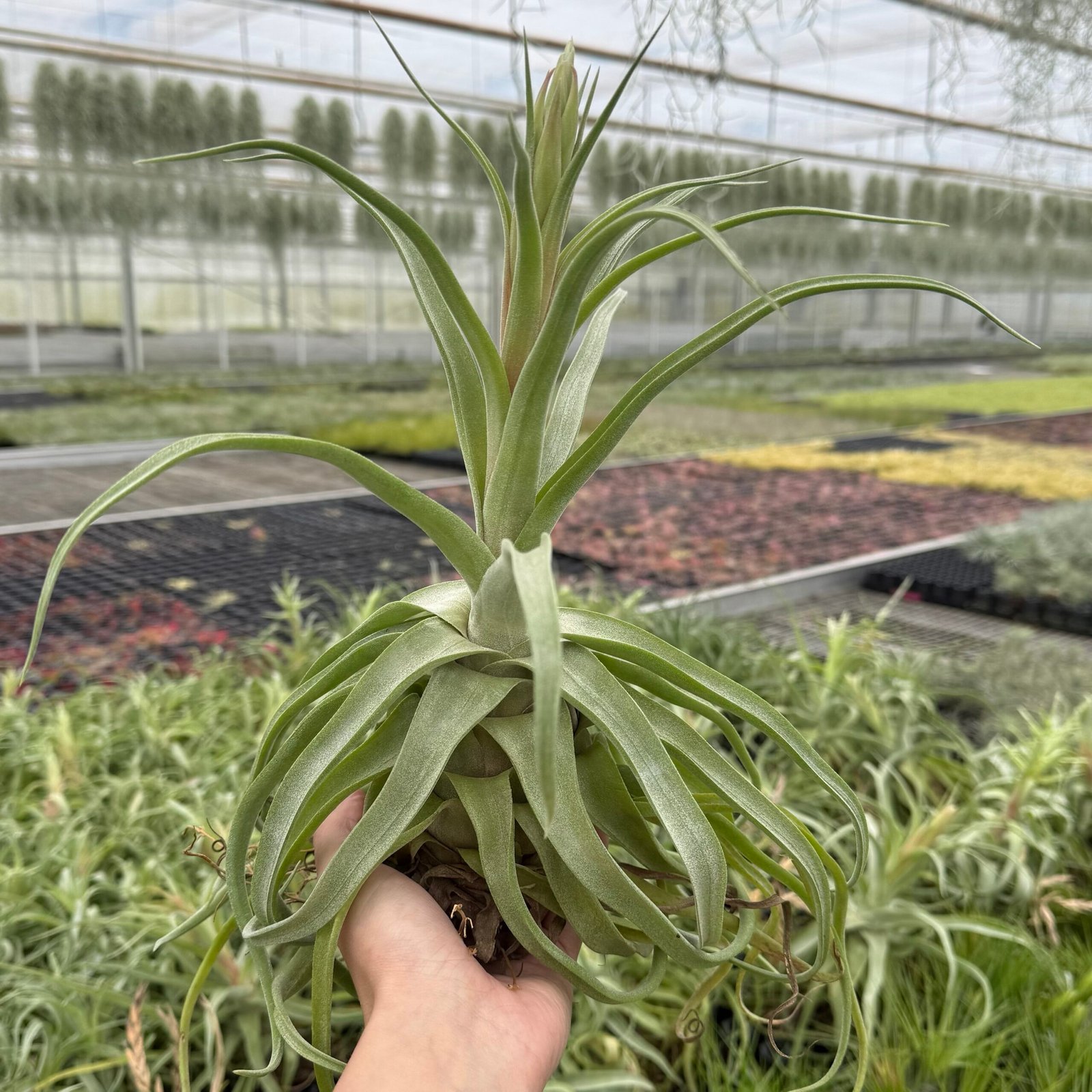 Tillandsia Streptophylla XXL