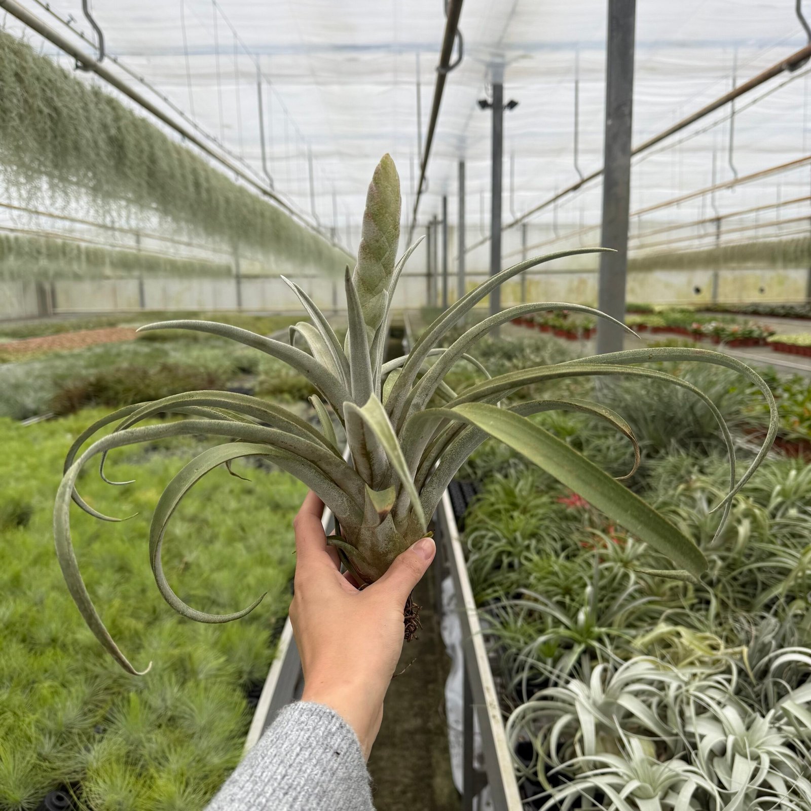 Tillandsia Chiapensis met bloem XXL