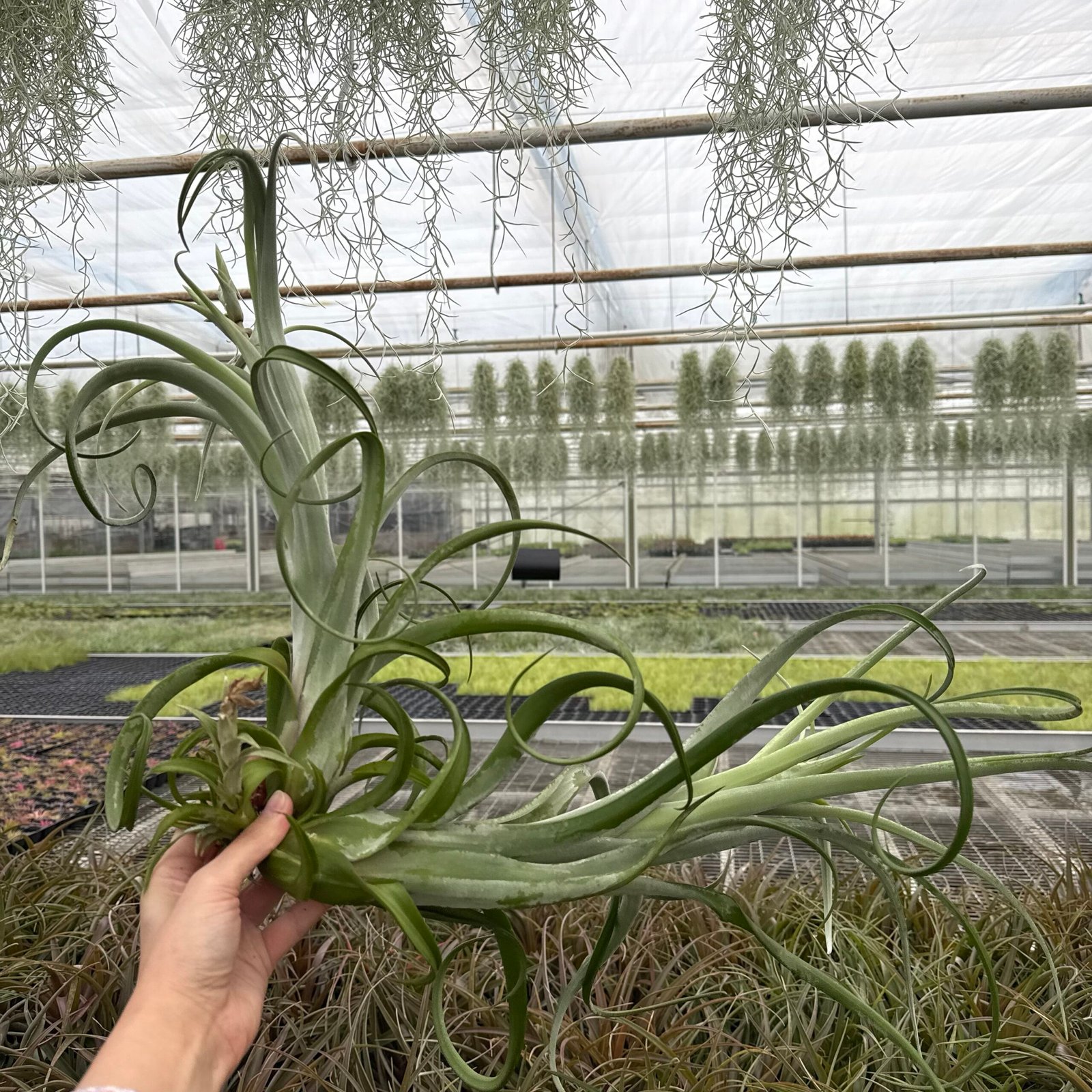 Tillandsia Curly Slim (duo JUMBO)