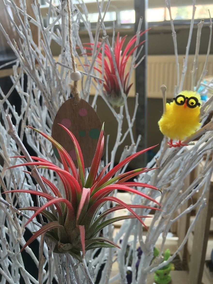 paastakken dan met airplants! paastakken dan met airplants!