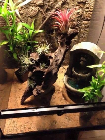 paludarium paludarium