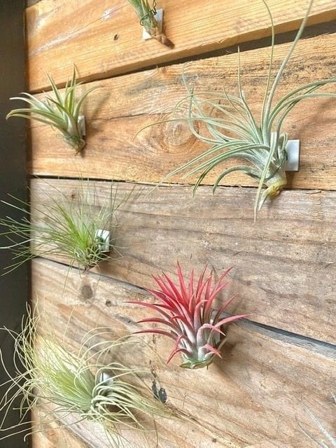 plafondplakker inspiratie2 plafondplakker inspiratie2