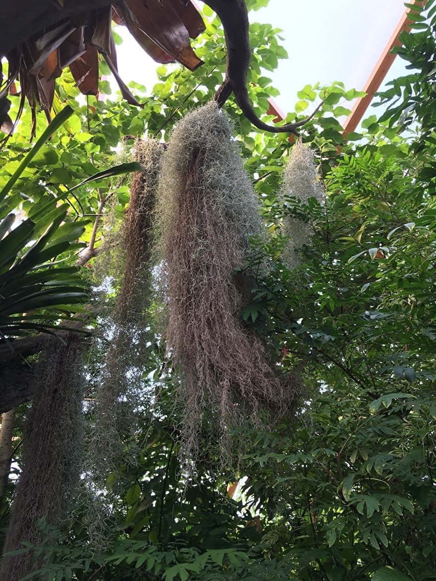 wat is nu een airplant