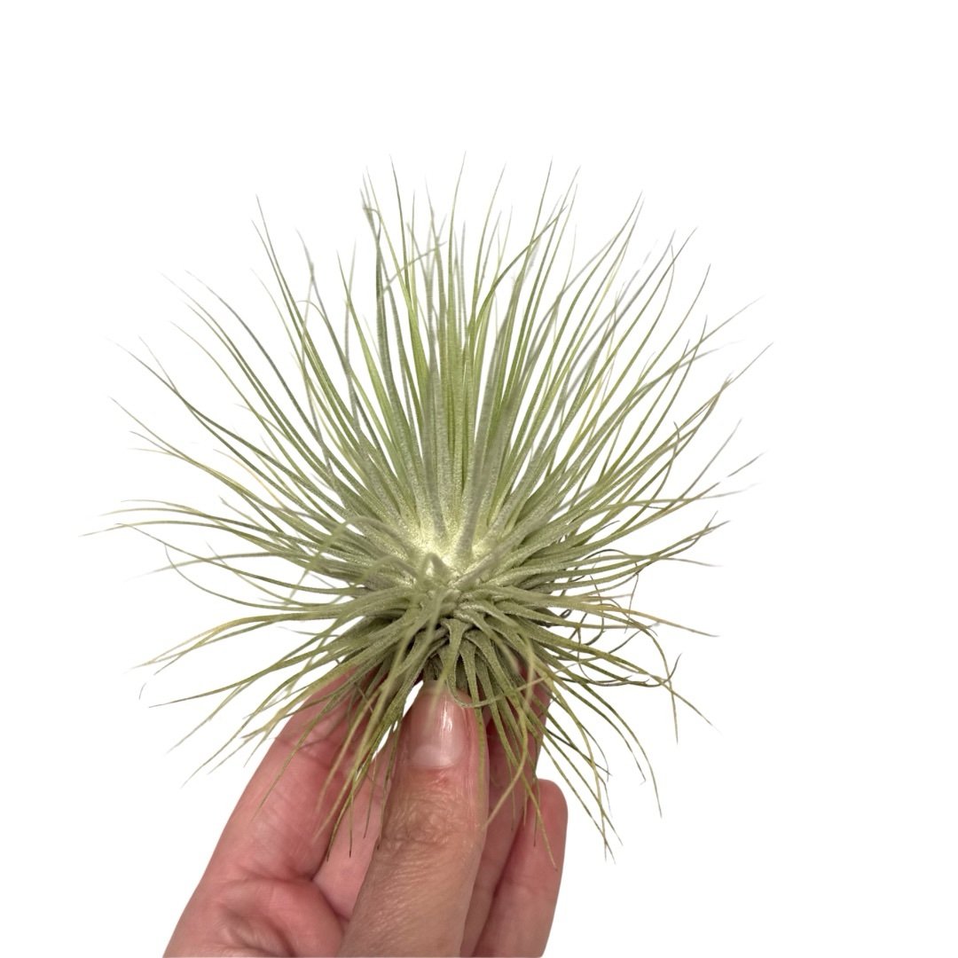 Tillandsia argentea mexico (xl)